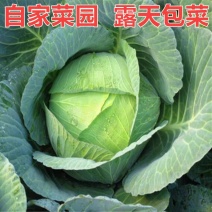 【甘蓝】圆包菜/河南甘蓝/自家基地/供应市场商场
