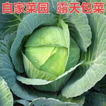 【甘蓝】圆包菜/河南甘蓝/自家基地/供应市场商场