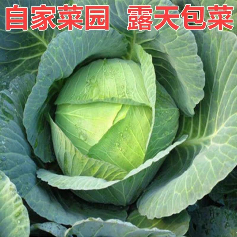 【甘蓝】圆包菜/河南甘蓝/自家基地/供应市场商场