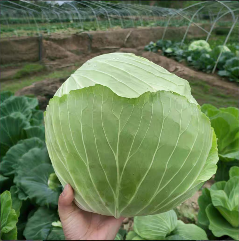 【甘蓝】圆包菜/河南甘蓝/自家基地/供应市场商场
