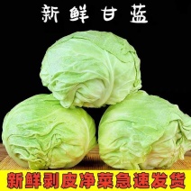 【精品甘蓝】扁包菜/新野甘蓝/自家种植/欢迎来电采购