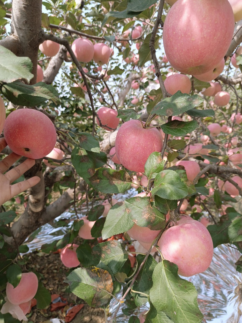 红富士苹果大量上市