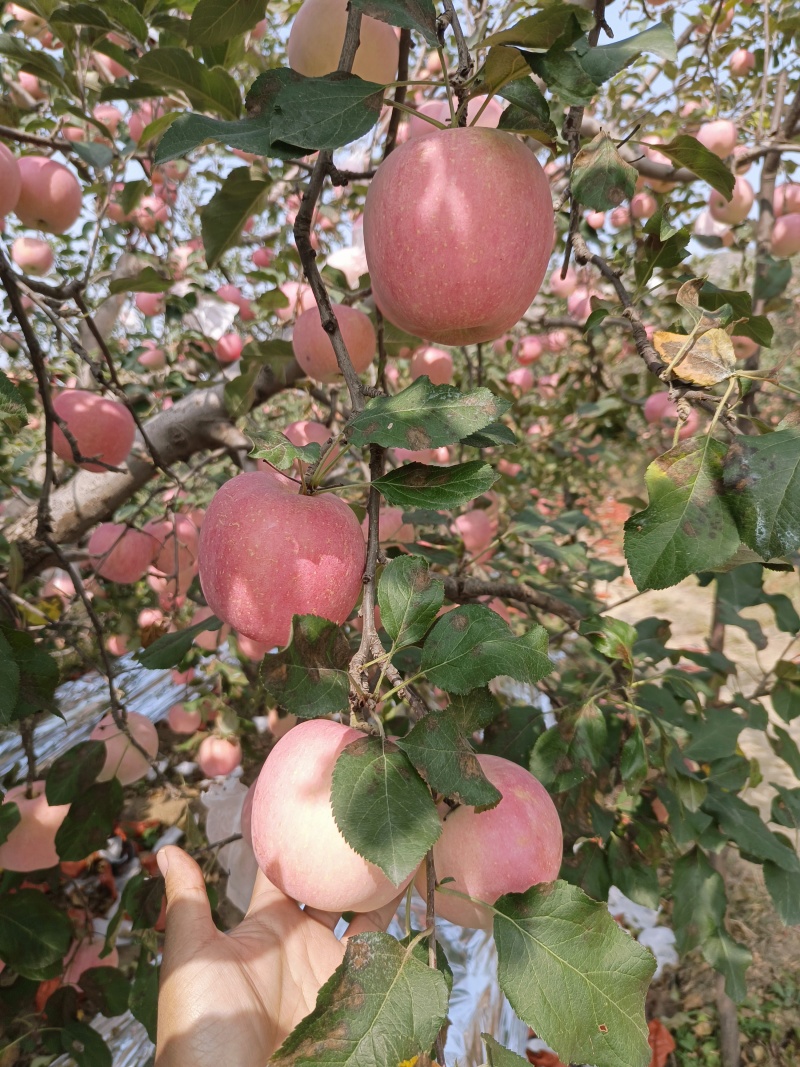 红富士苹果大量上市