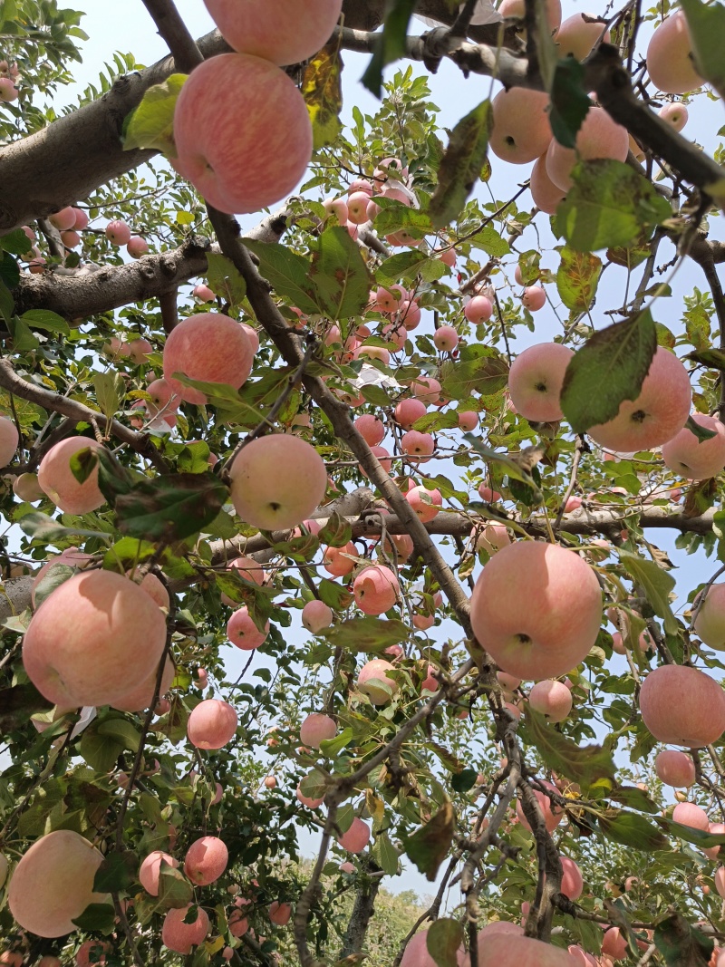 红富士苹果大量上市