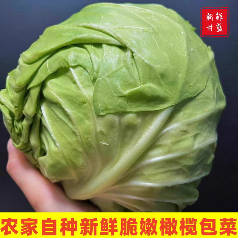 【精品甘蓝】扁包菜/新野甘蓝/自家种植/欢迎来电采购