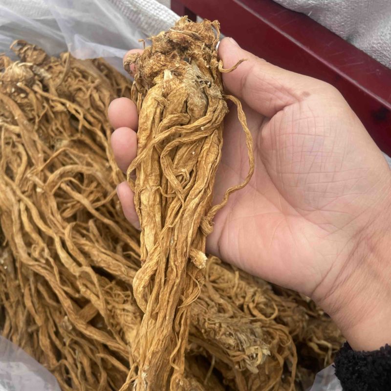 独活水洗个子金黄色