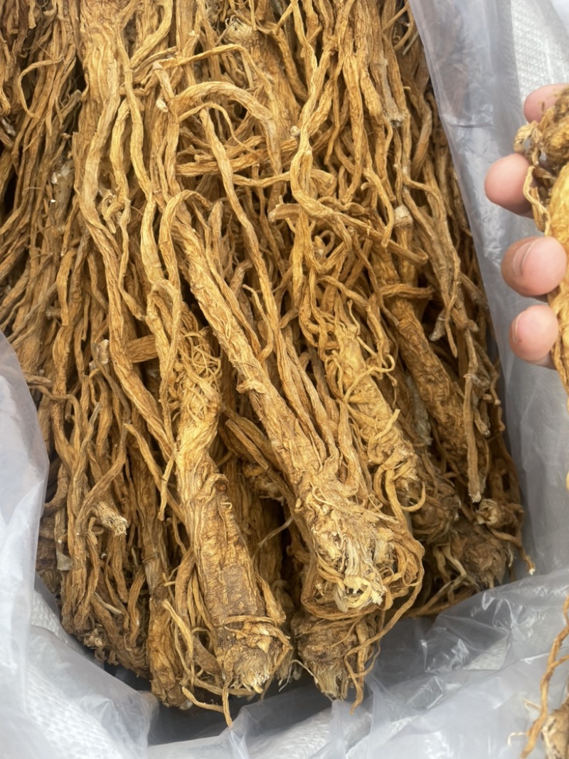 独活水洗个子金黄色