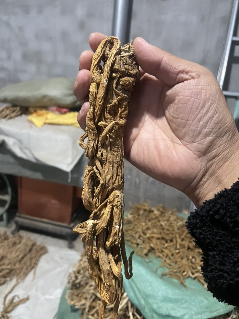 独活水洗个子金黄色