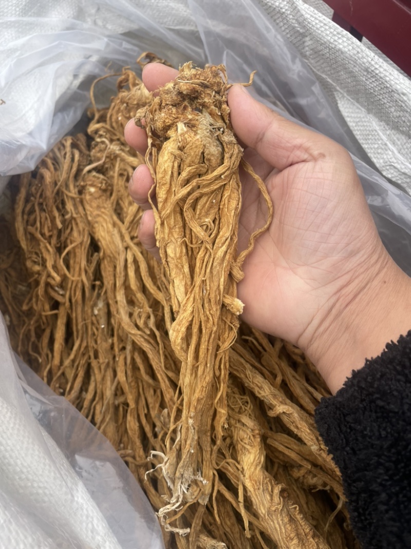 独活水洗个子金黄色