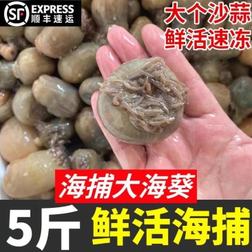 海葵，也叫沙葵，也可以，可以定做规格可以去脏