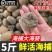 海葵，也叫沙葵，也可以，可以定做规格可以去脏