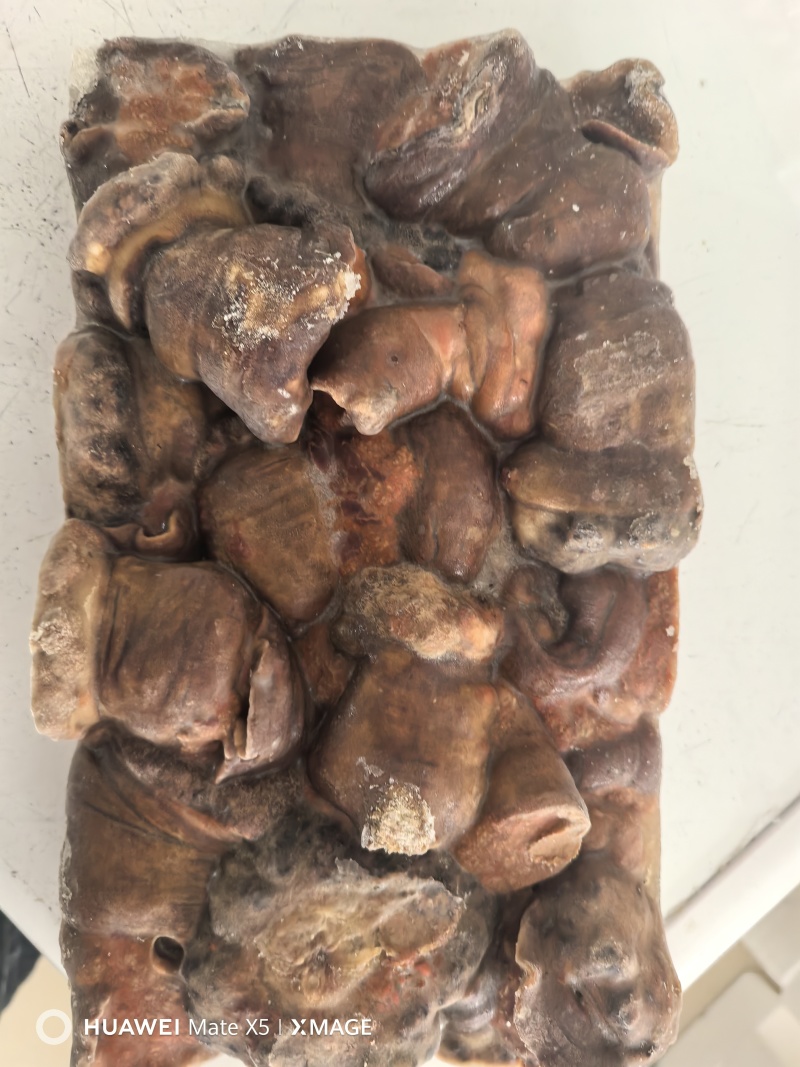 海葵，也叫沙葵，也可以，可以定做规格可以去脏