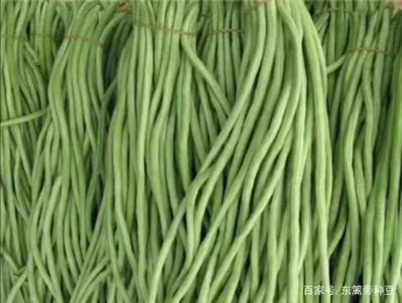 【优选青条豆角】一手货源，无虫眼，货源充足，欢迎各