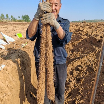 陕西省榆林市榆阳区白玉山药产地大量上市，欢迎老板前来预订