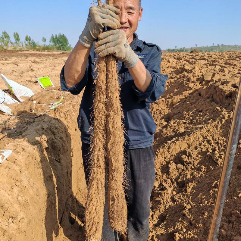 陕西省榆林市榆阳区白玉山药产地大量上市，欢迎老板前来预订