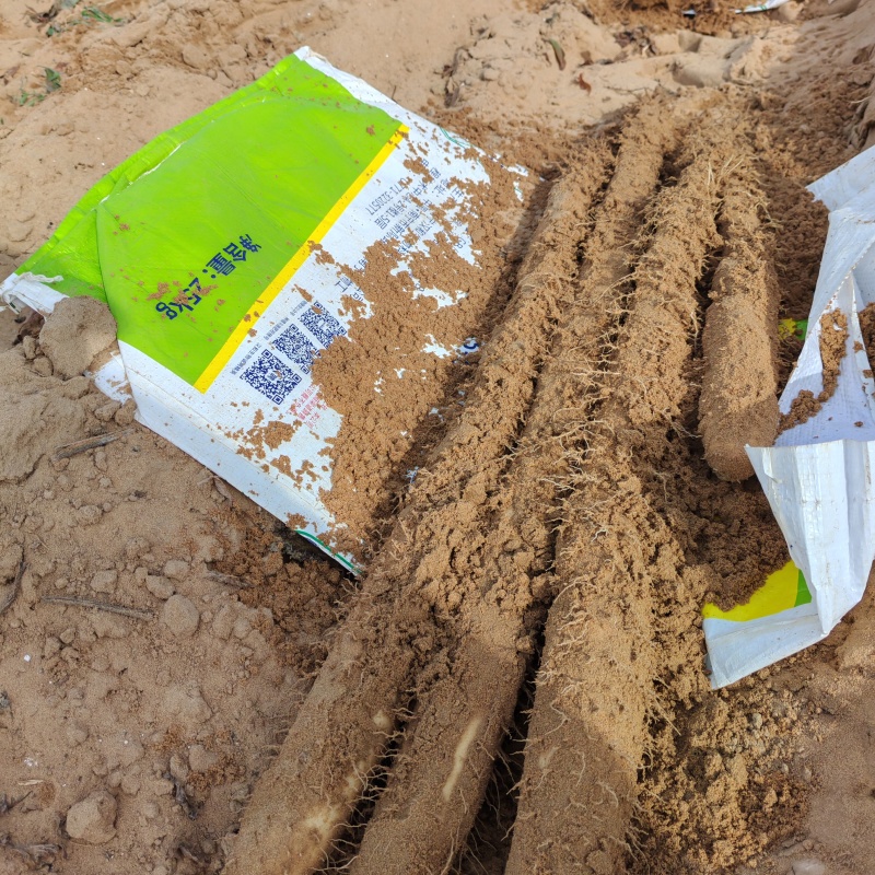 陕西省榆林市榆阳区白玉山药产地大量上市，欢迎老板前来预订