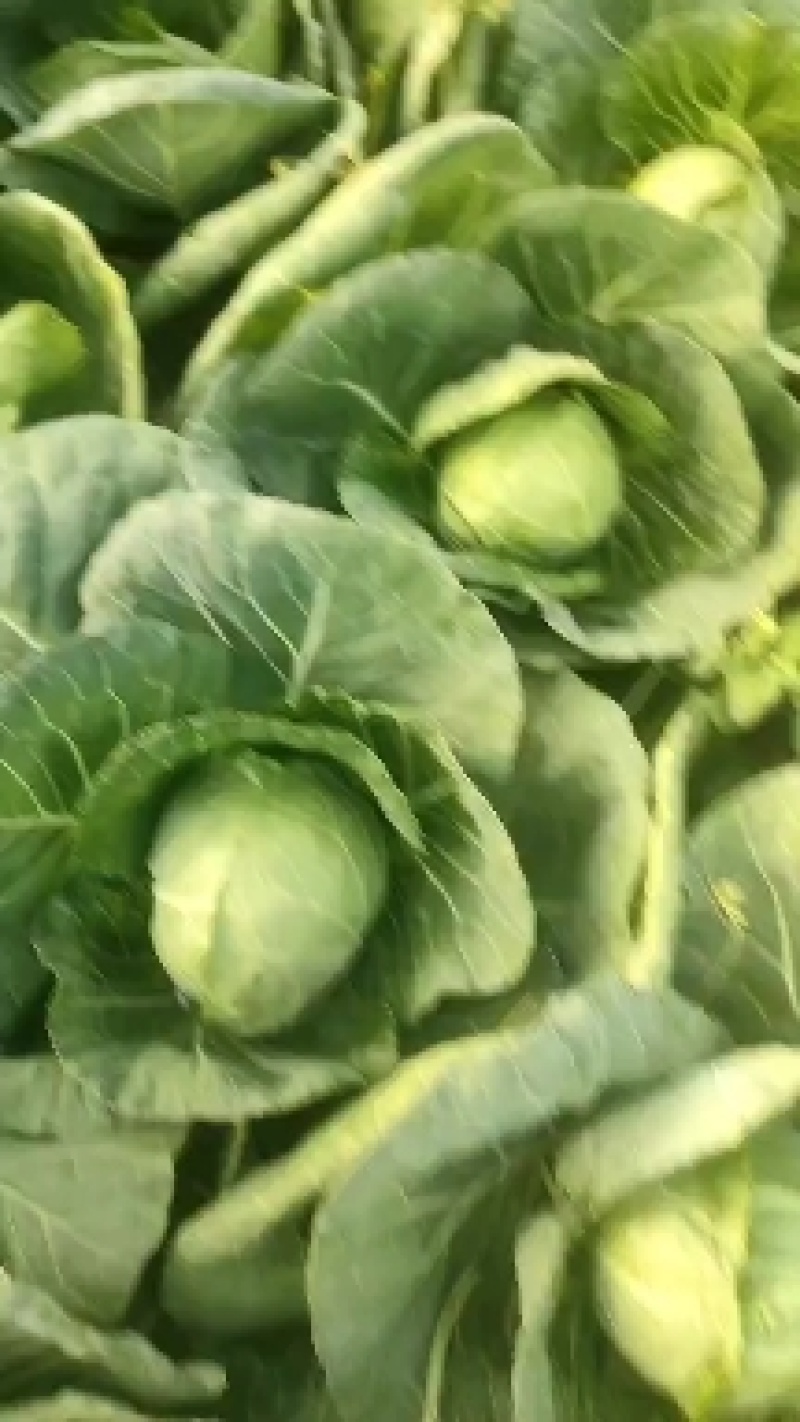 好橄榄以上市，价格便宜，七分熟，颜色青绿，耐运输口感