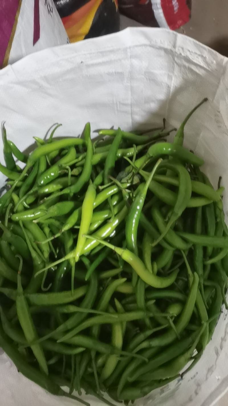 辽宁绥中杭椒掉价