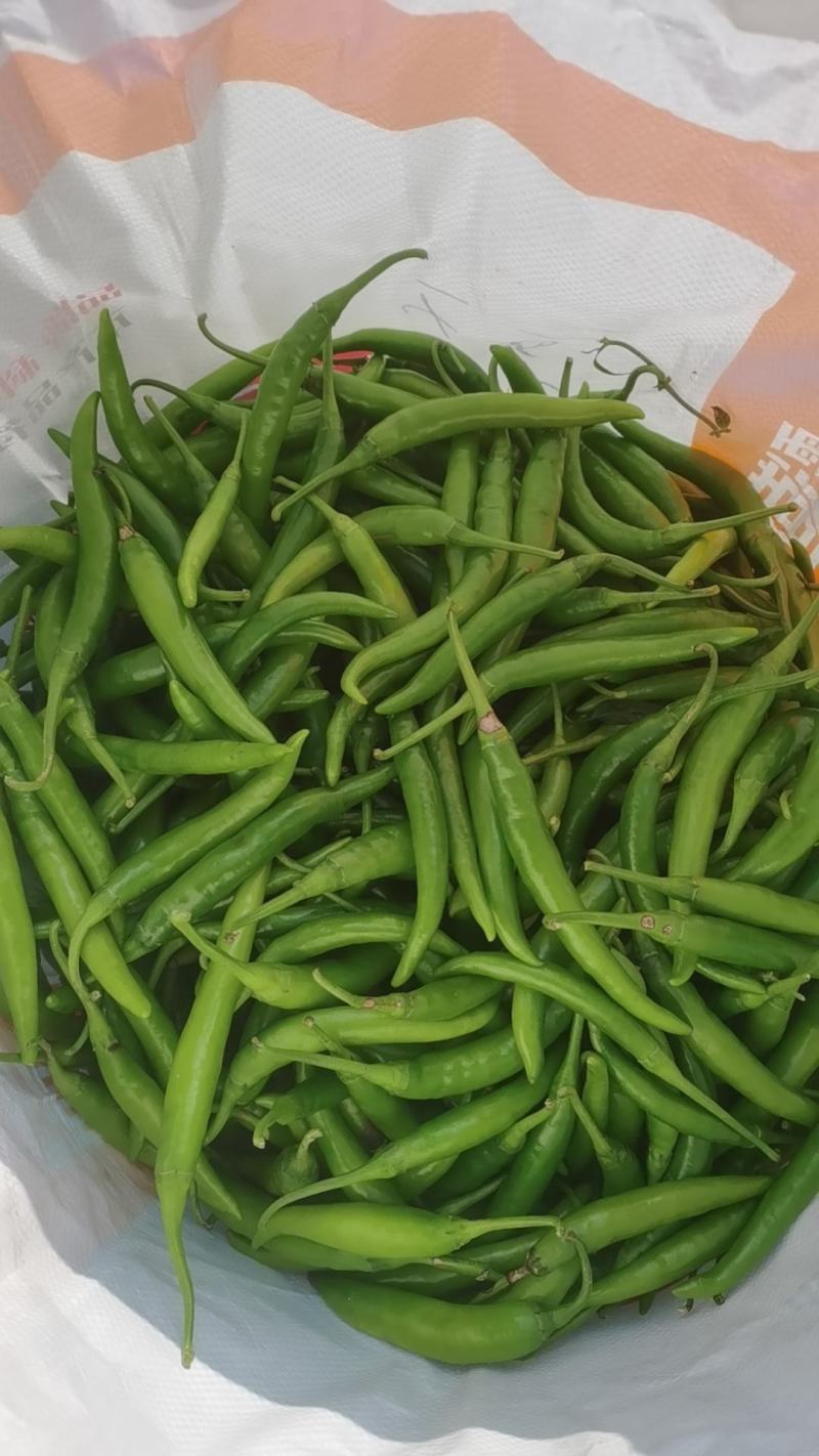 辽宁绥中杭椒掉价