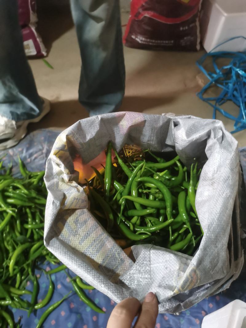 辽宁绥中杭椒掉价