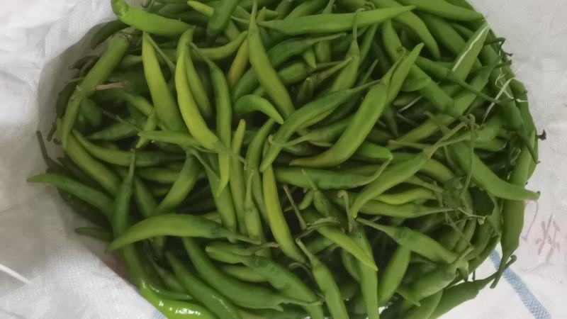 辽宁绥中杭椒掉价