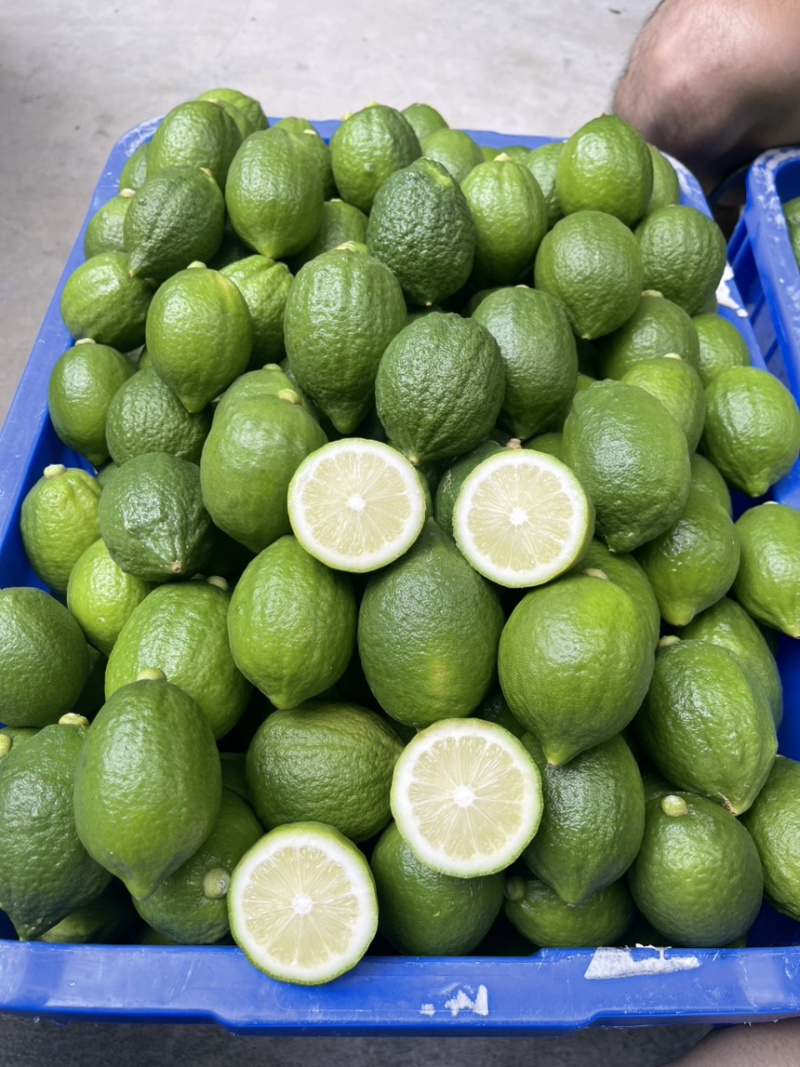 广东香水柠檬提供纸箱泡沫箱周转框按需求分拣打包装车发货