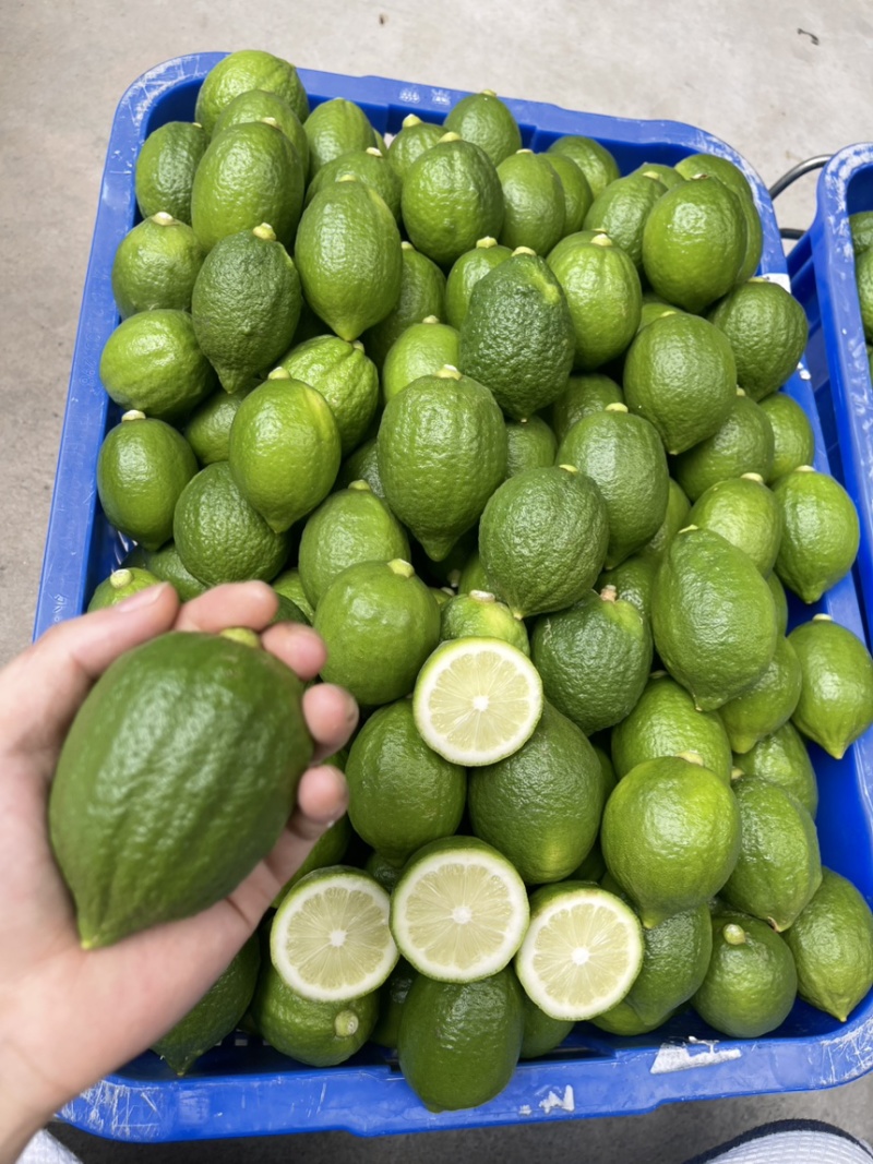 广东香水柠檬提供纸箱泡沫箱周转框按需求分拣打包装车发货