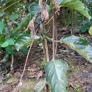 脆甜柿子苗
