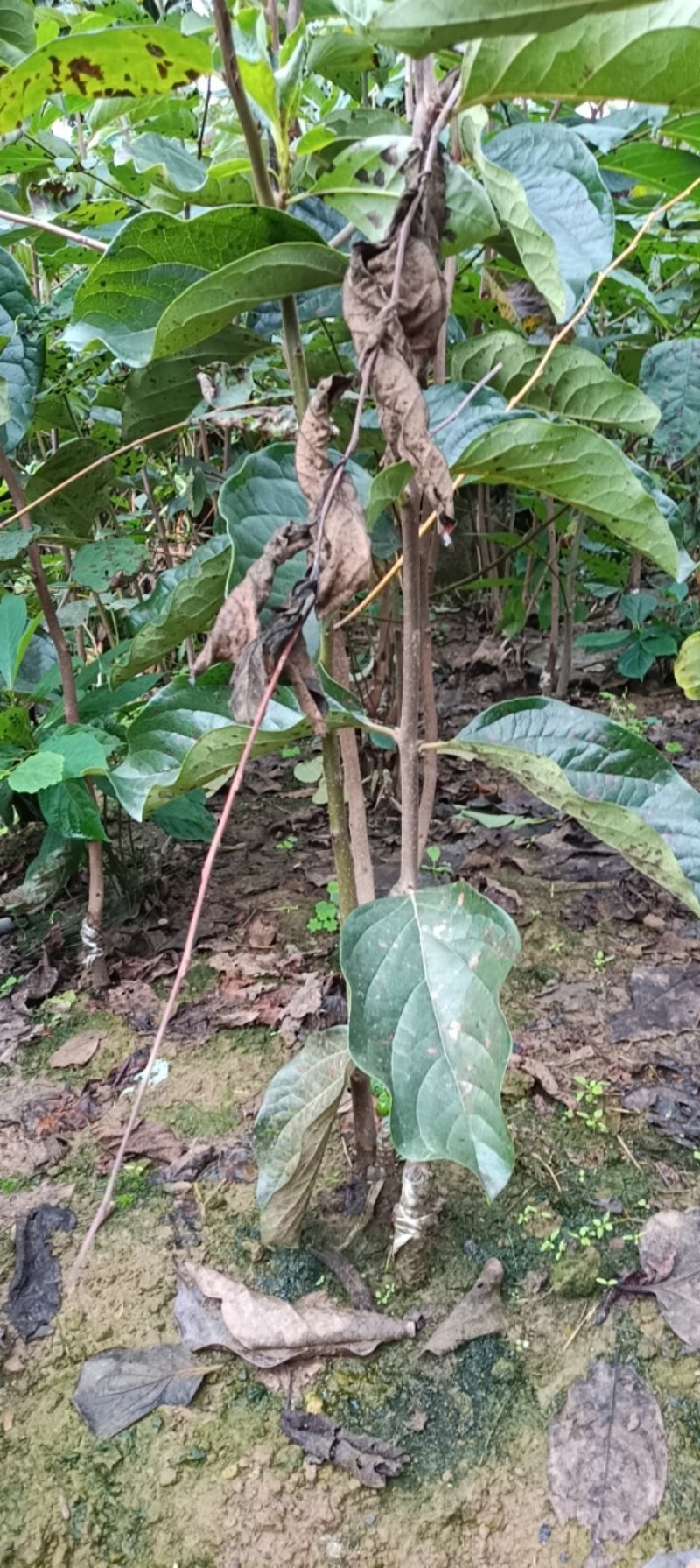 脆甜柿子苗