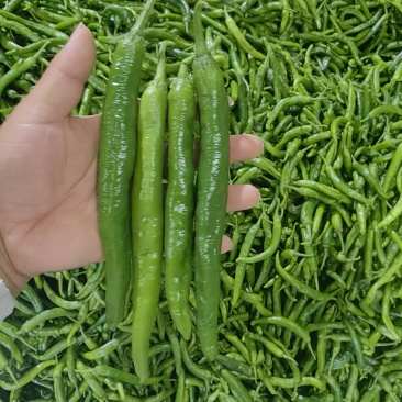 湘妍55号薄皮椒
