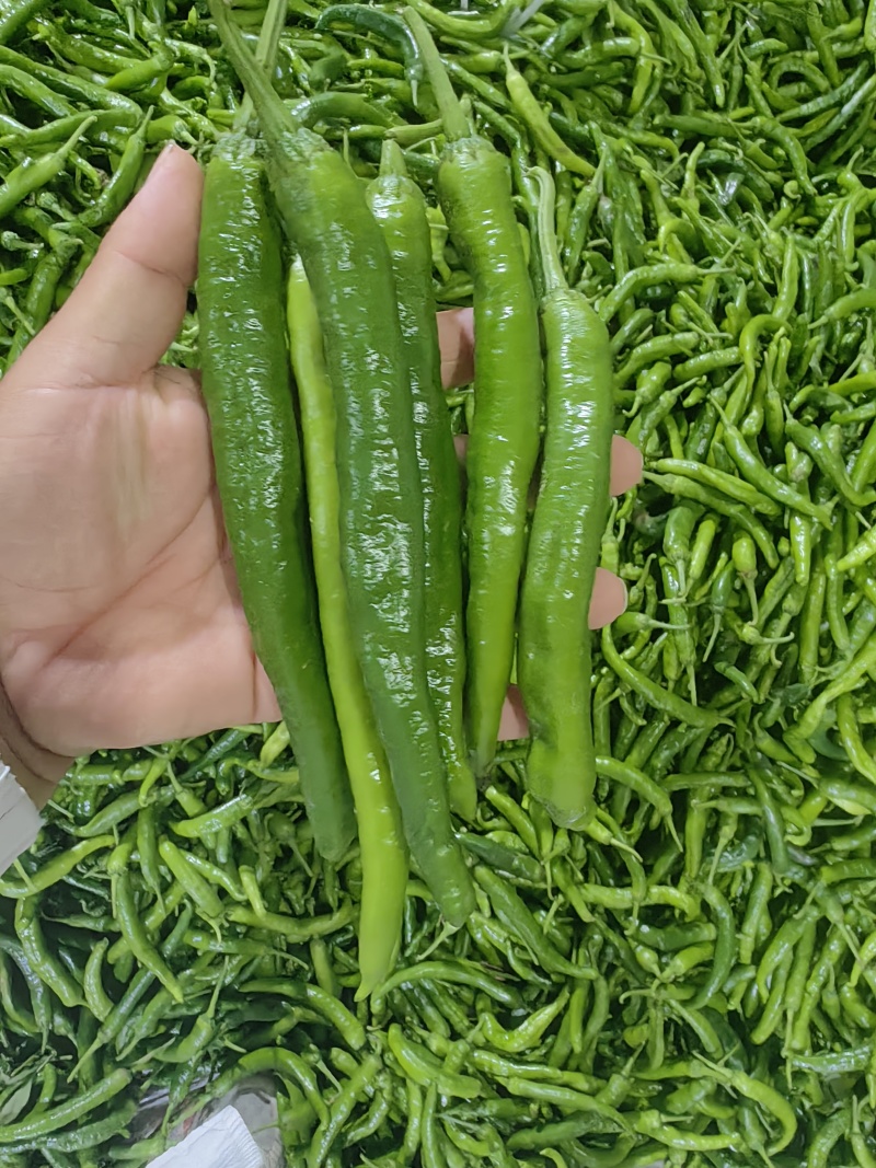 湘妍55号薄皮椒
