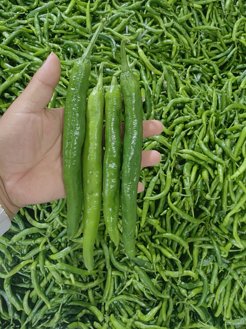 湘妍55号薄皮椒