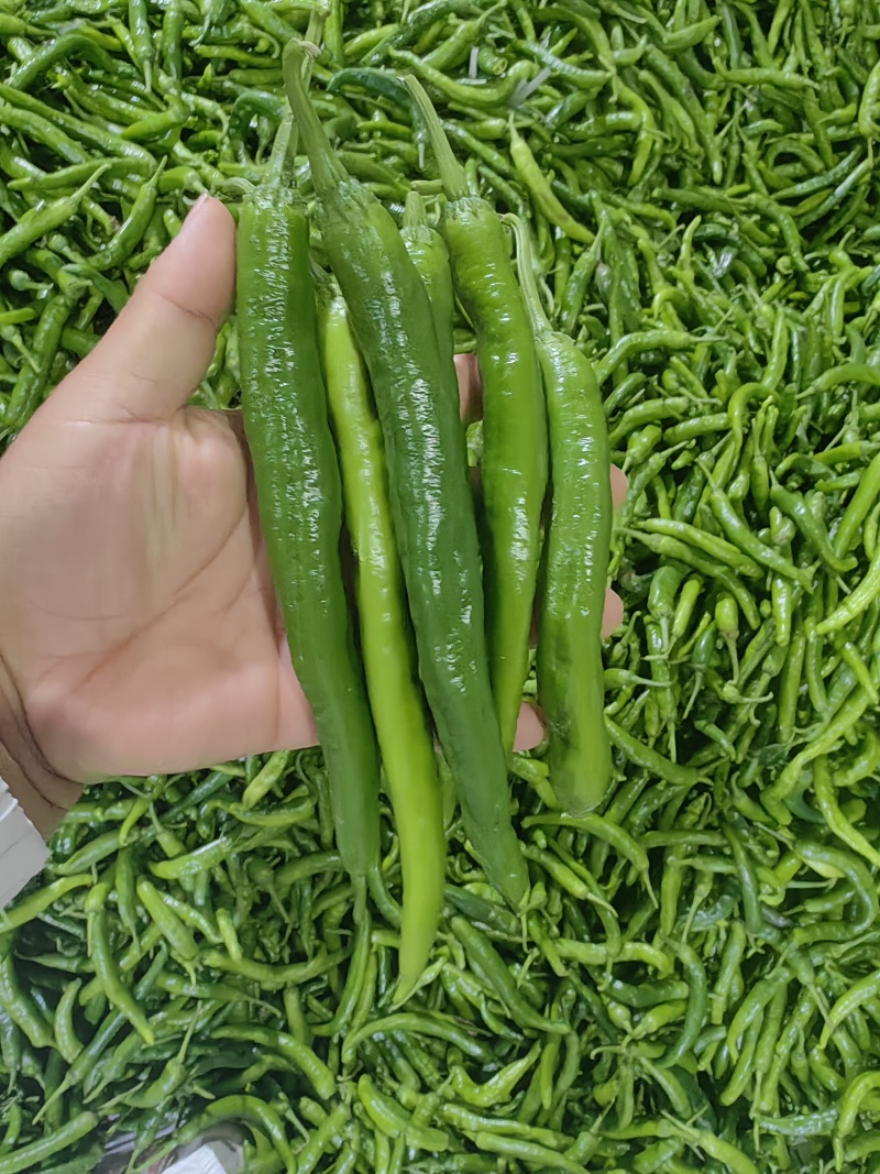 湘妍55号薄皮椒