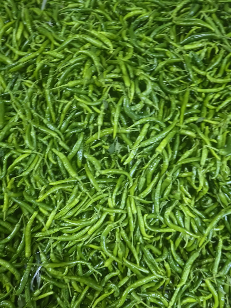湘妍55号薄皮椒