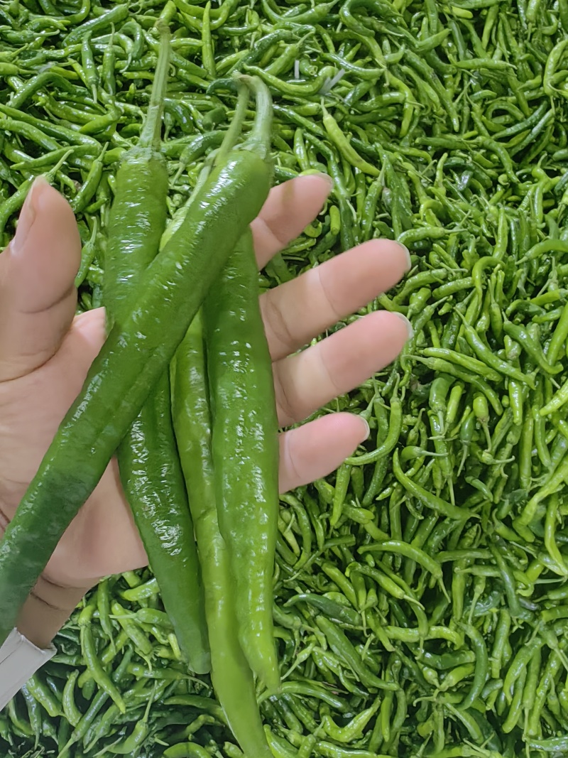 湘妍55号薄皮椒