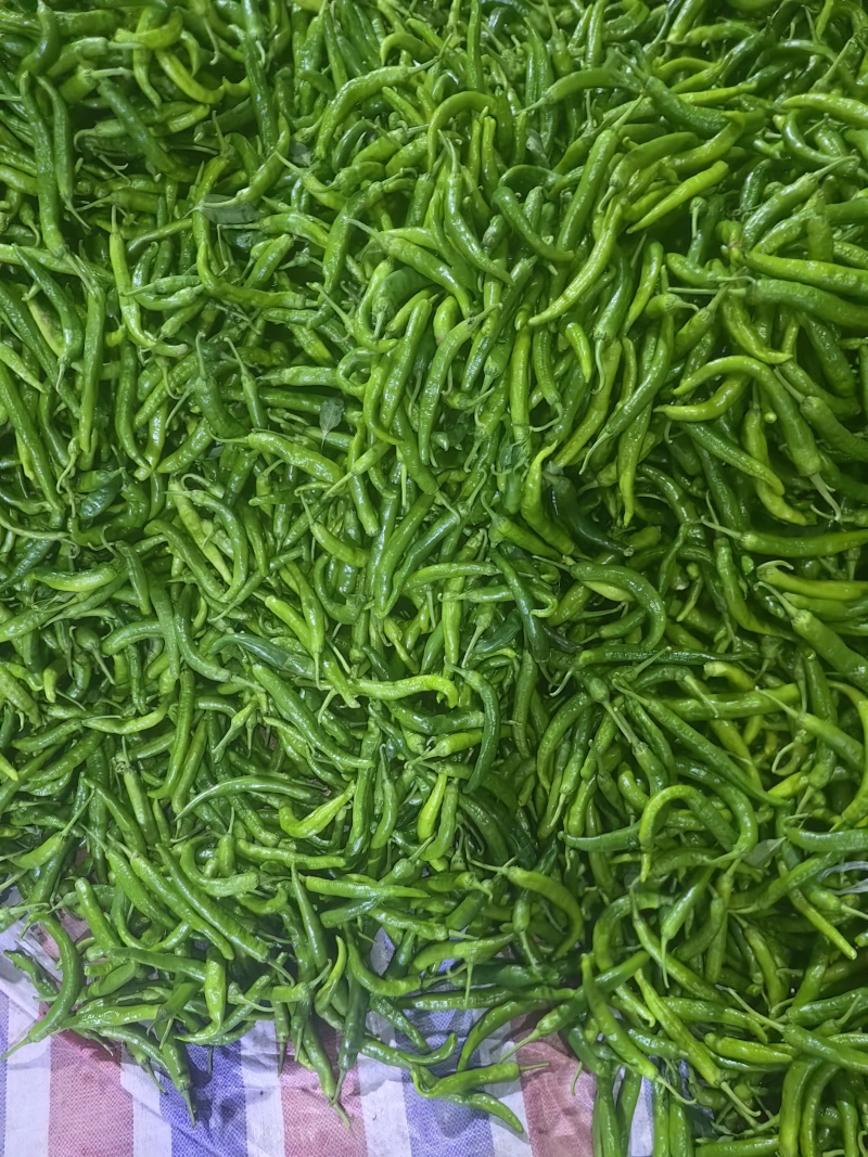 湘妍55号薄皮椒