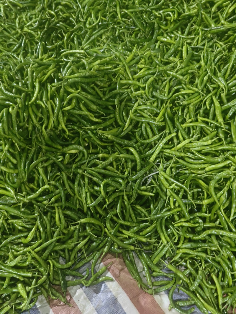 湘妍55号薄皮椒