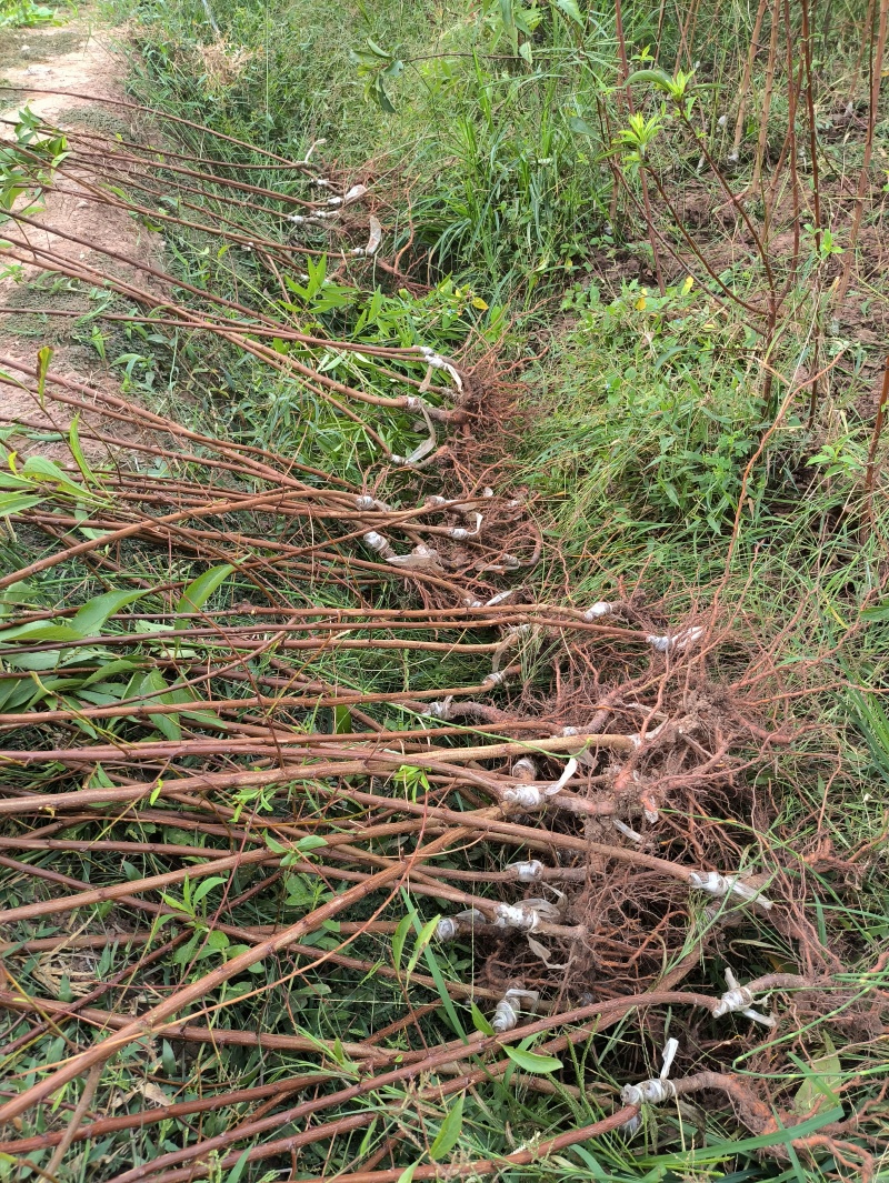 蜂糖李子苗当年苗提供技术支持