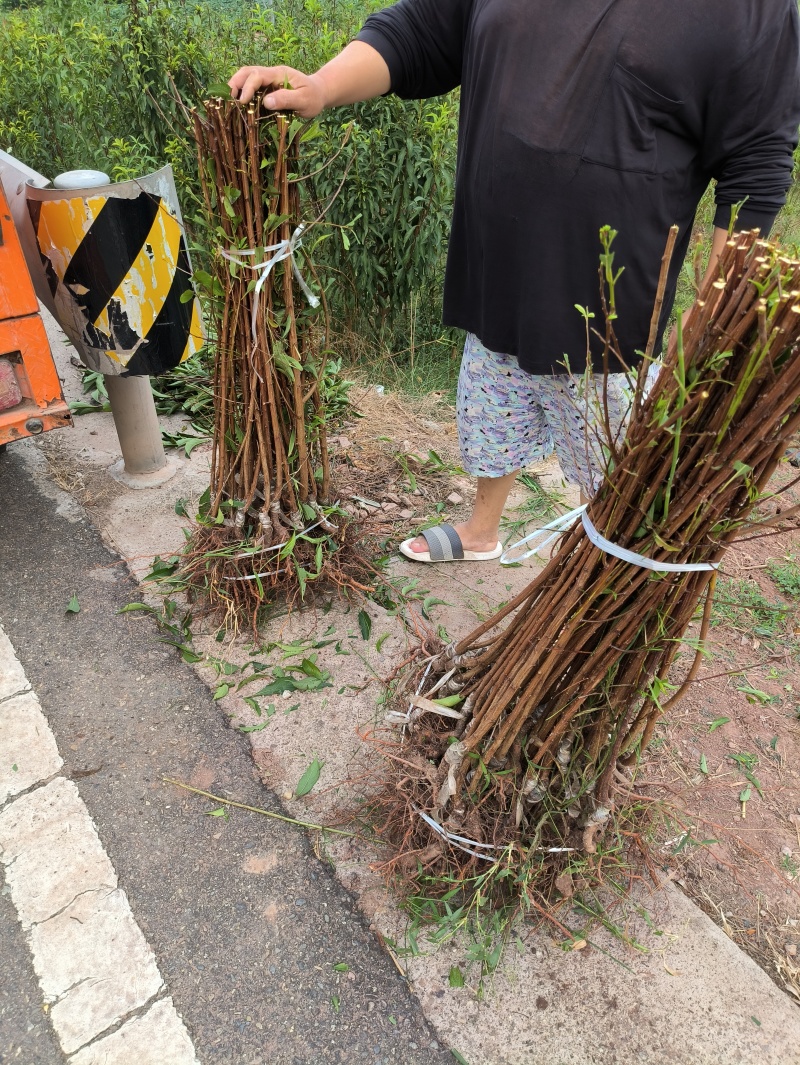 蜂糖李子苗当年苗提供技术支持