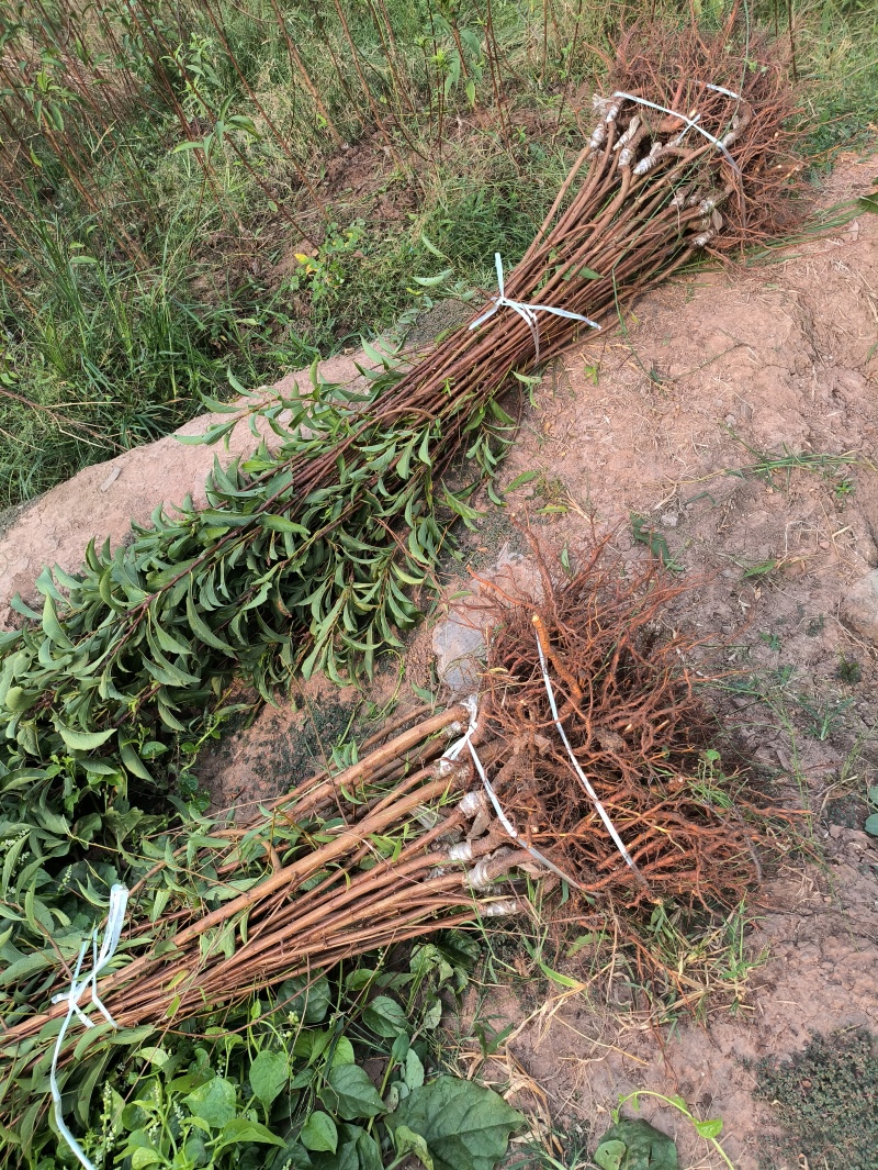 蜂糖李子苗当年苗提供技术支持