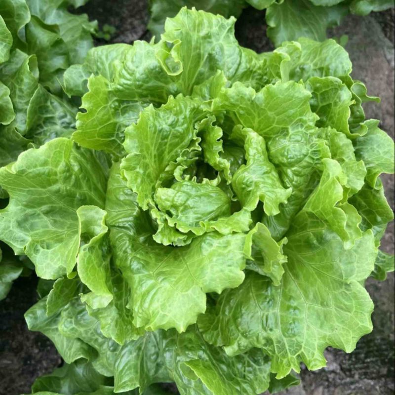 江苏生菜意大利生菜产地直发品质好支持视频看货