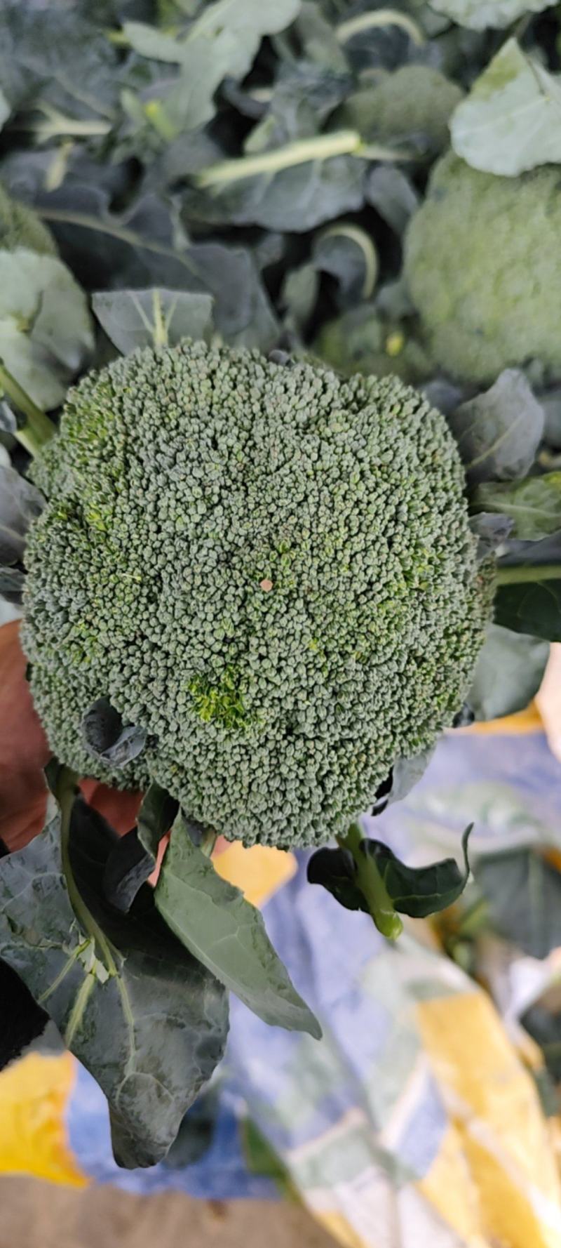 周口西兰花有机菜花，市场，电商，加工厂大量供应
