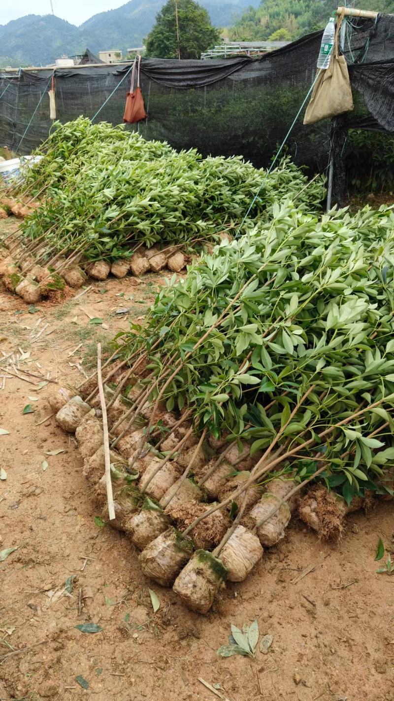 大红八角嫁接大杯苗量大从优质量保证欢迎咨询