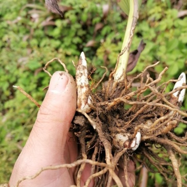 四川紫花白芨鲜货需要的老板联系
