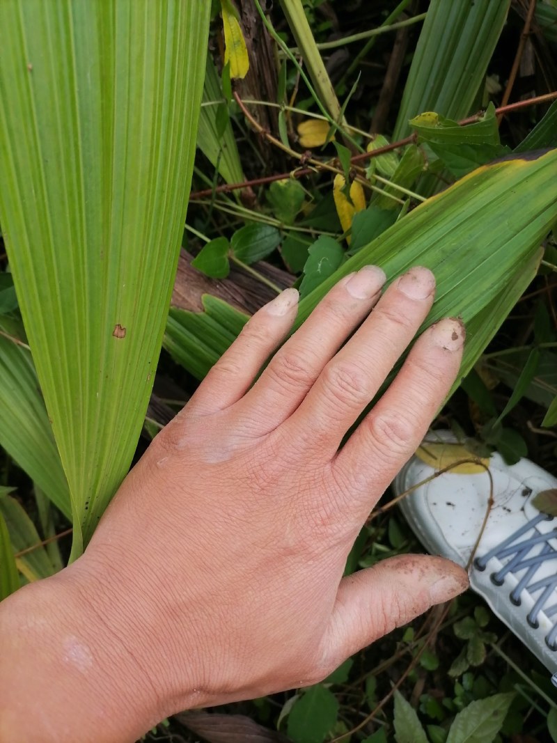 四川紫花白芨鲜货需要的老板联系