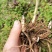 四川紫花白芨鲜货需要的老板联系