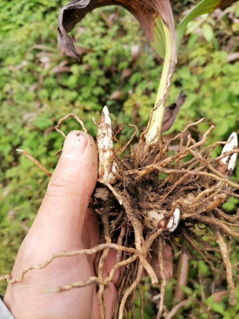 四川紫花白芨鲜货需要的老板联系