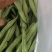 精品无丝豆大量上市，欢迎订购！