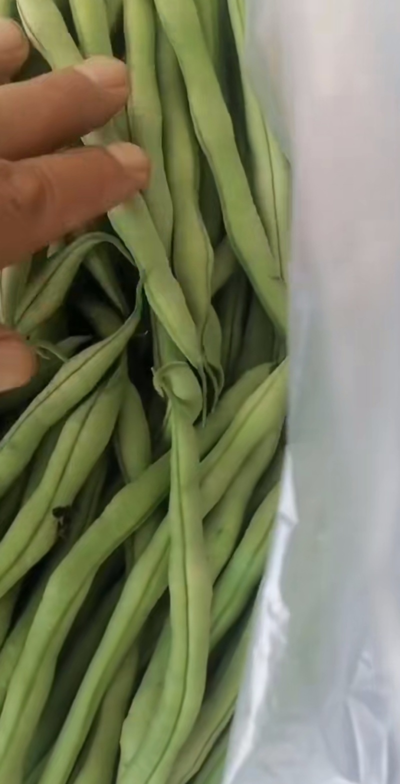 精品无丝豆大量上市，欢迎订购！