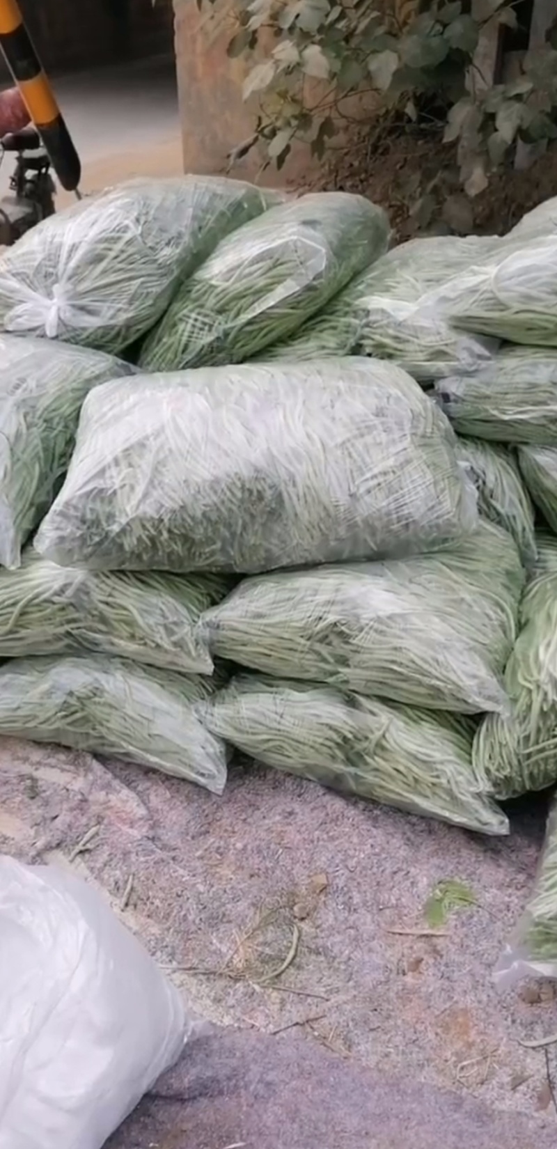 精品无丝豆大量上市，欢迎订购！